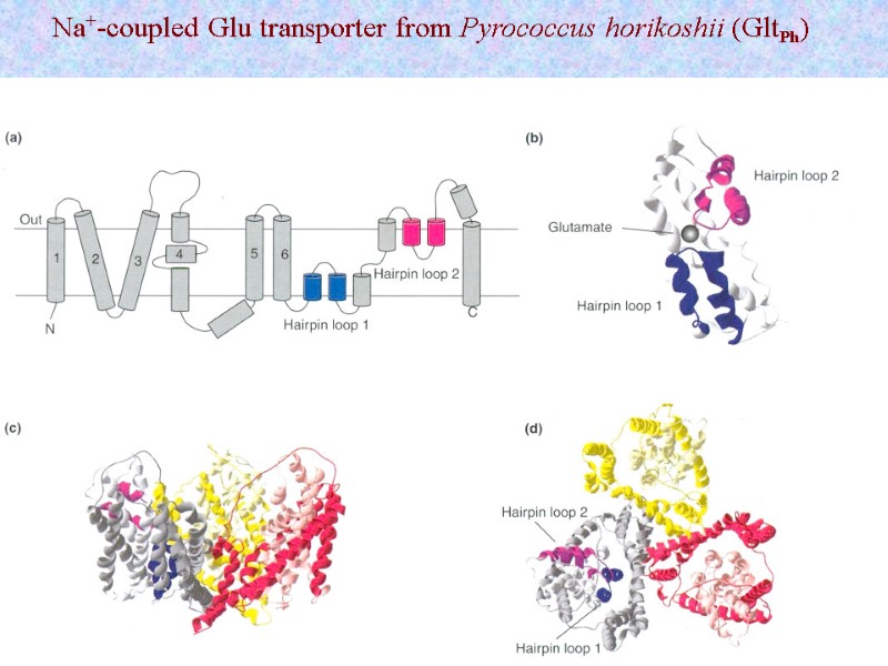 Na+-coupled Glu transporter from Pyrococcus horikoshii (GltPh)